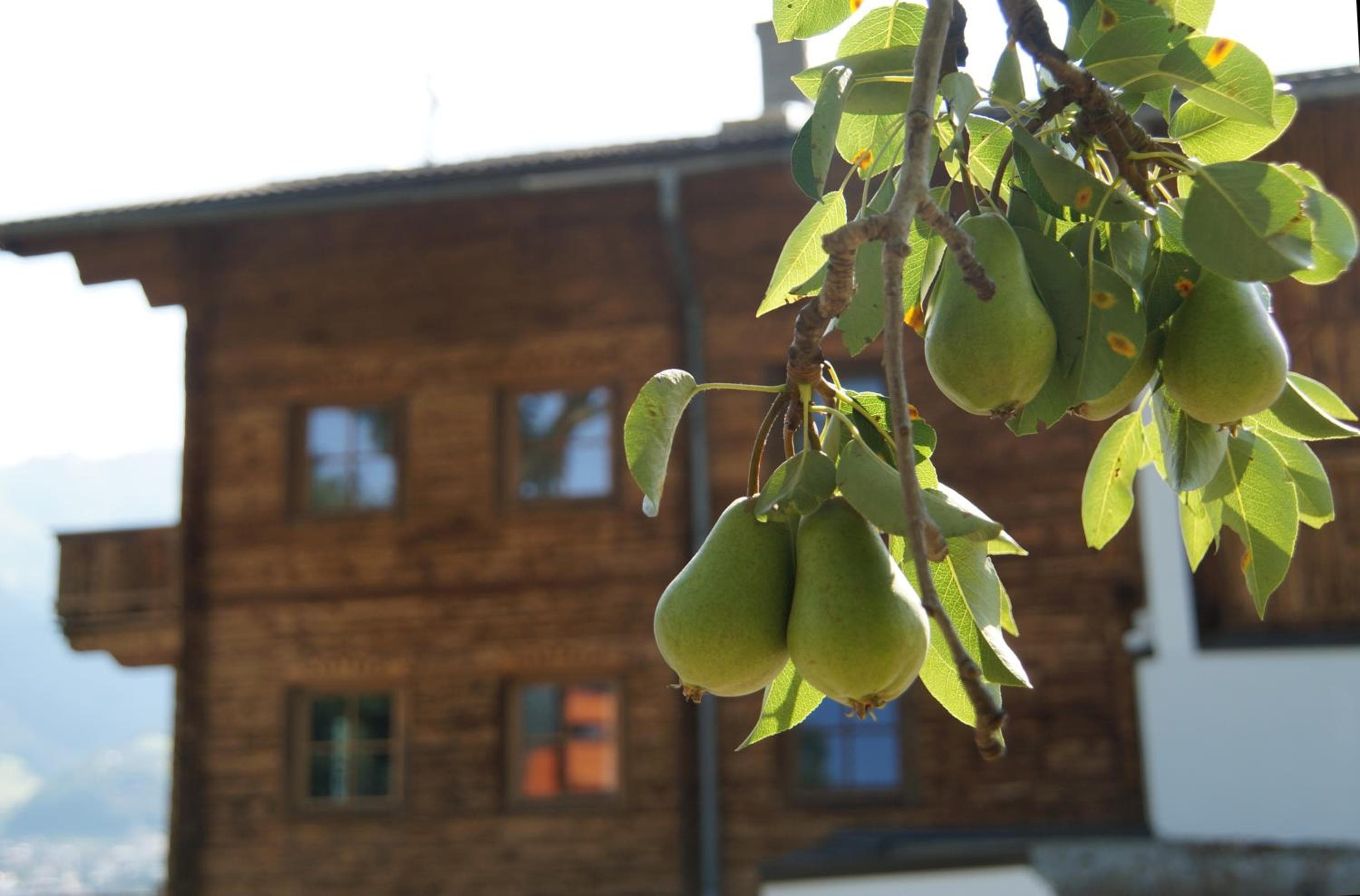 Photo 41