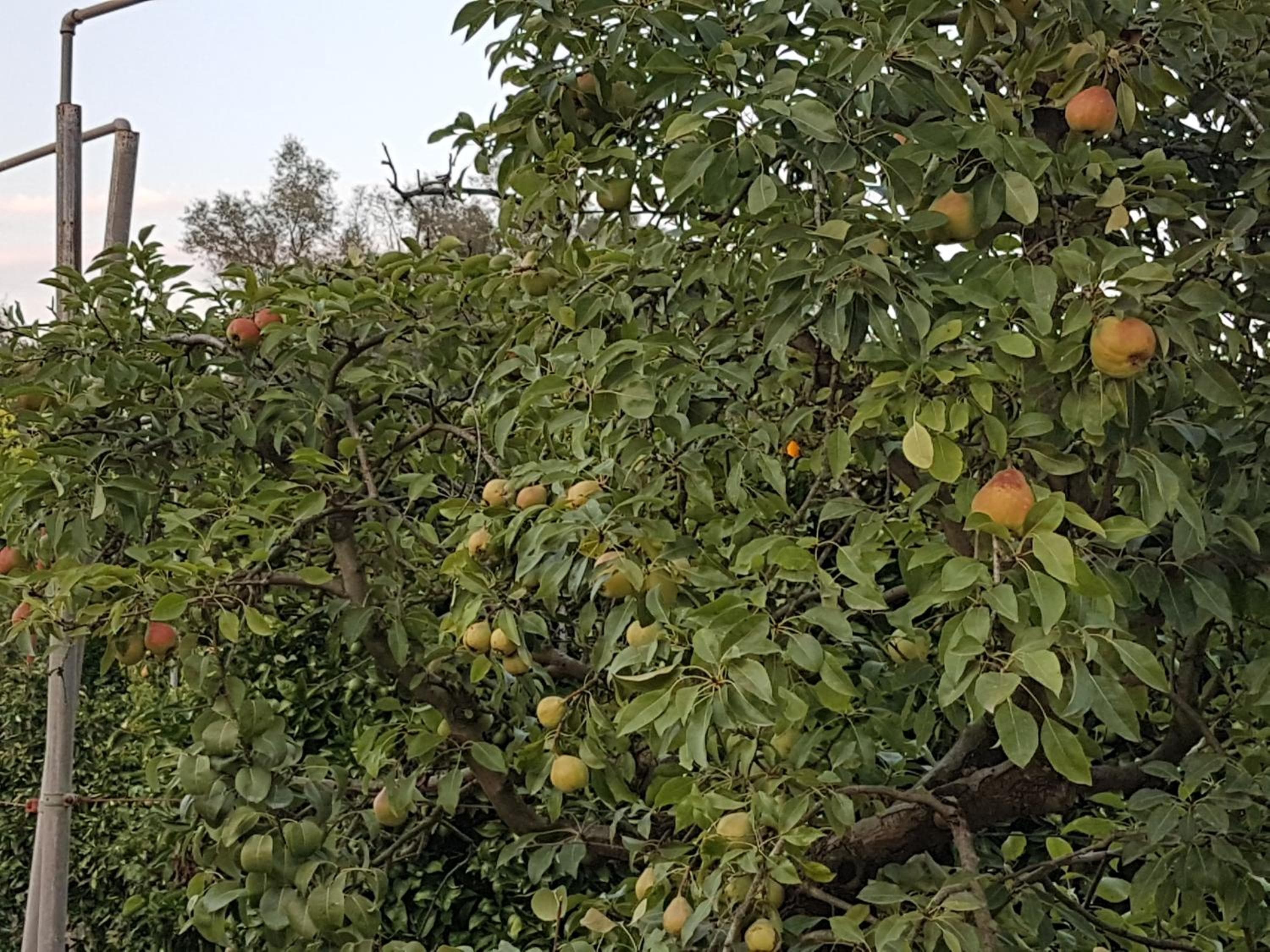 Photo 40