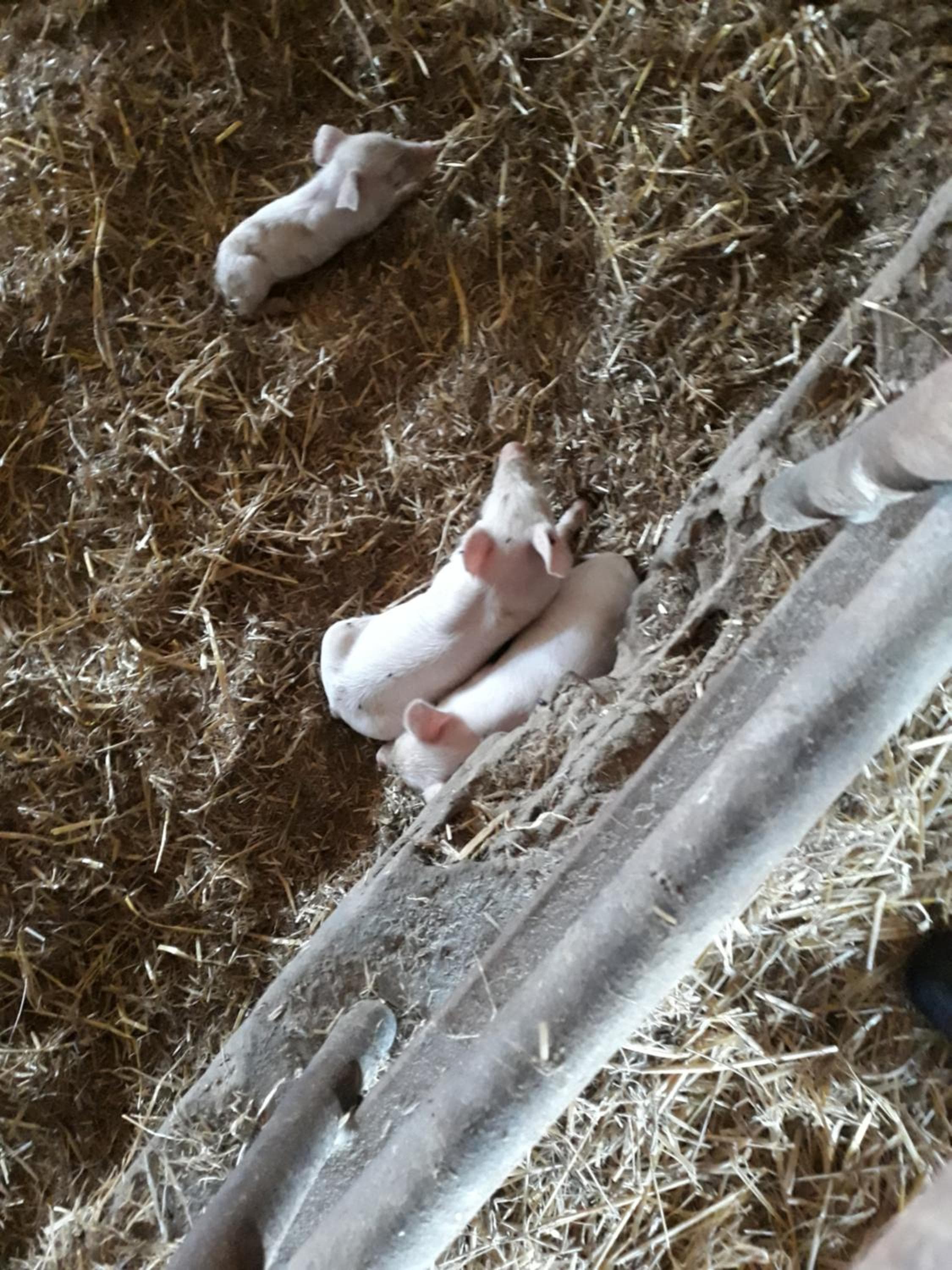 Photo 46