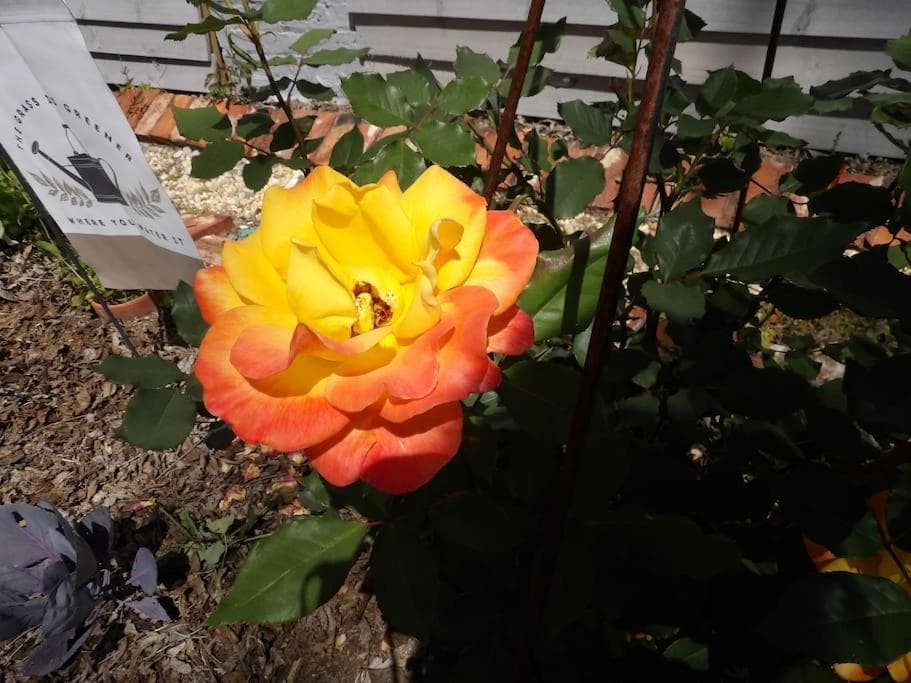 Photo 21