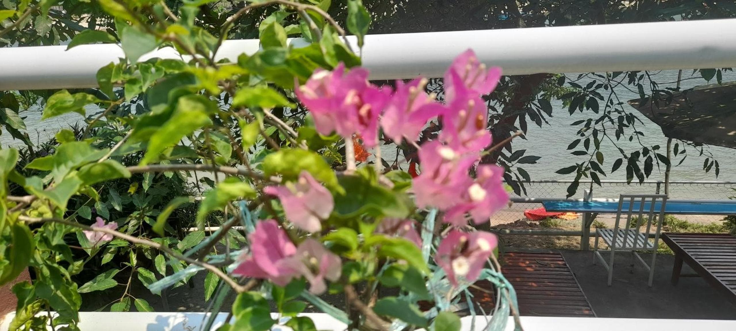 Photo 42