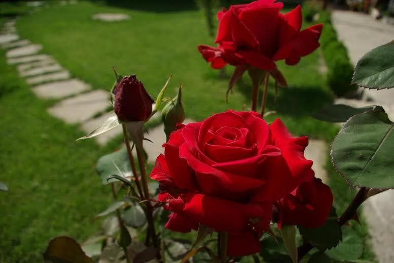 Photo 61