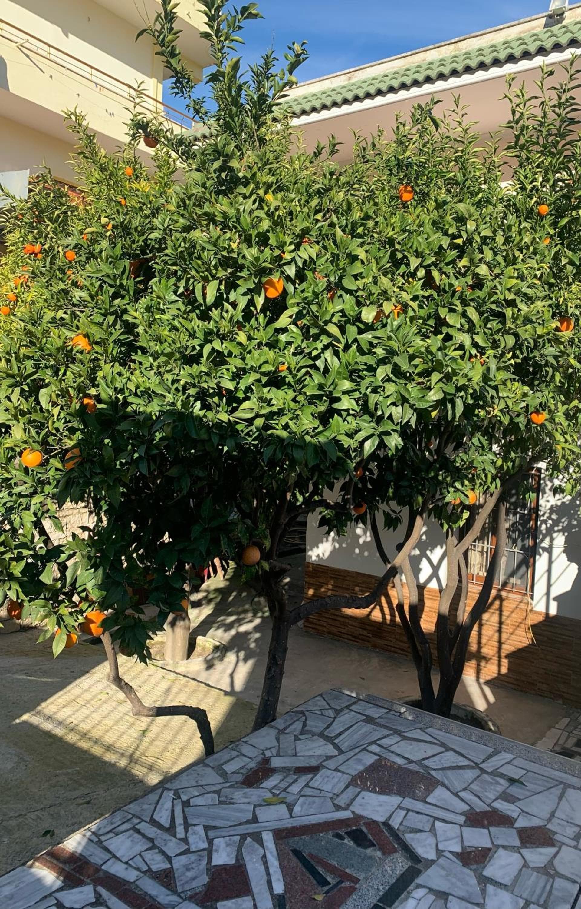 Photo 19