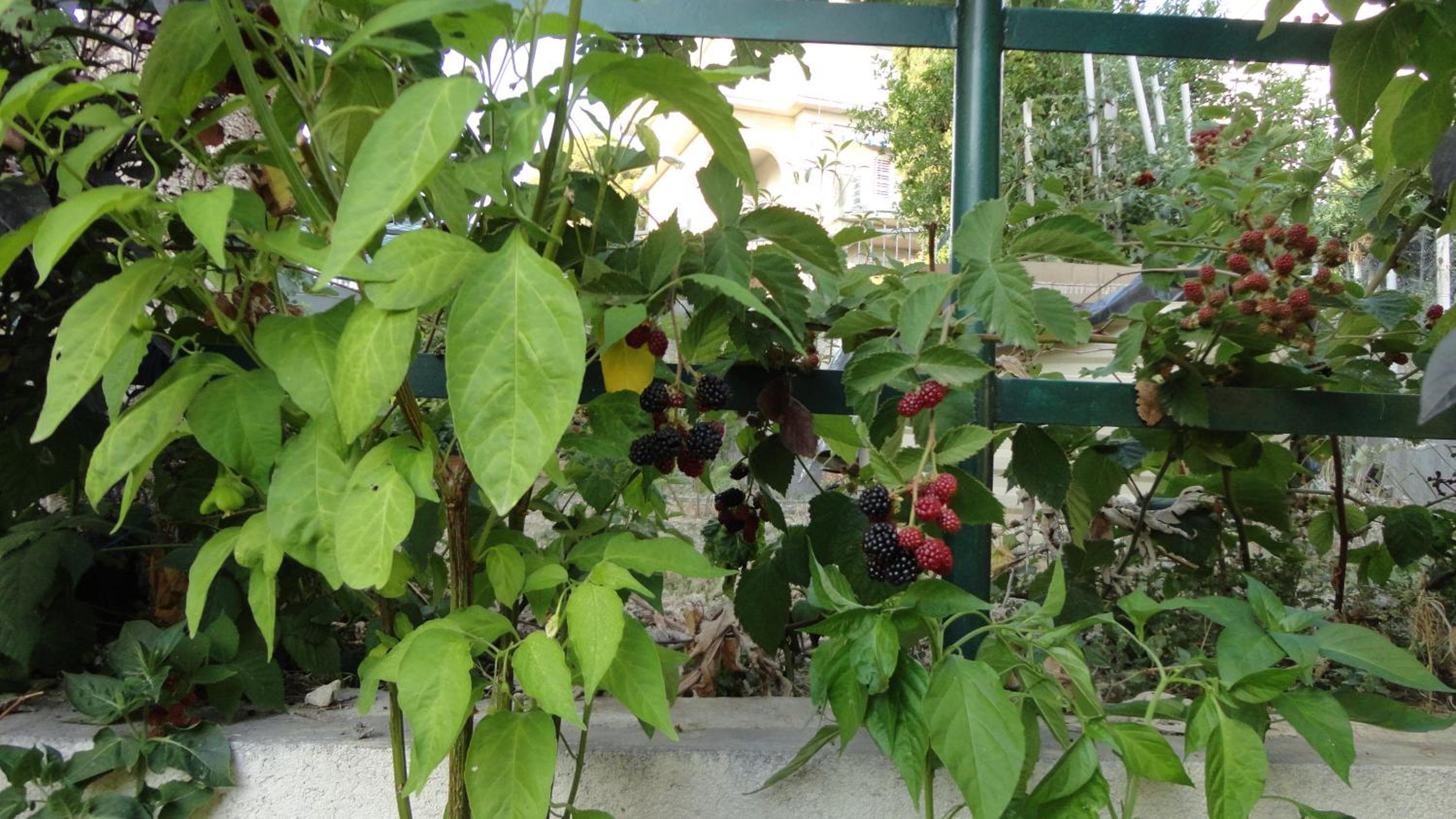 Photo 22