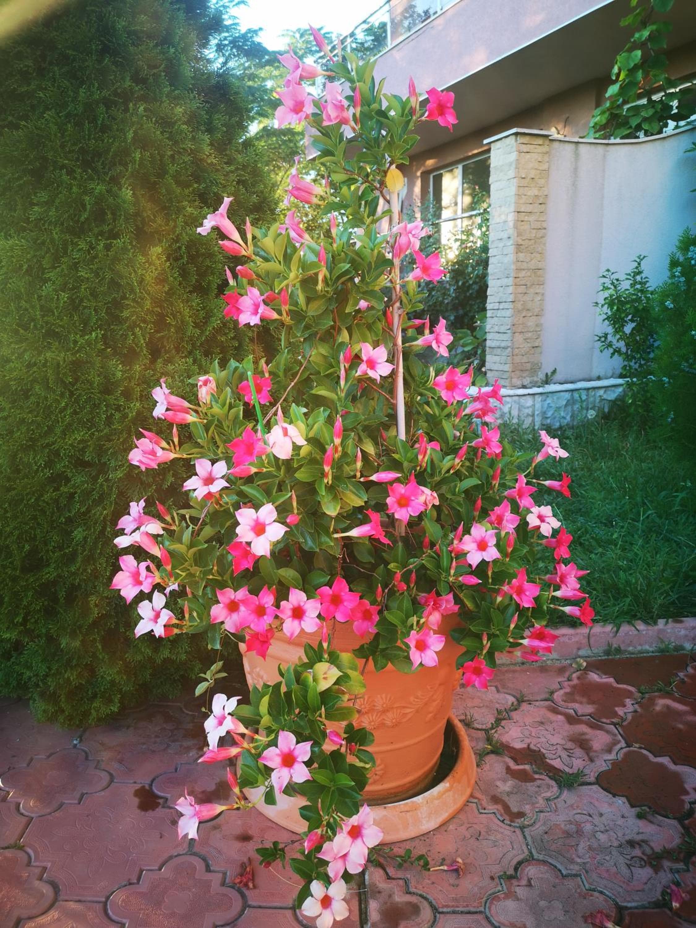 Photo 33