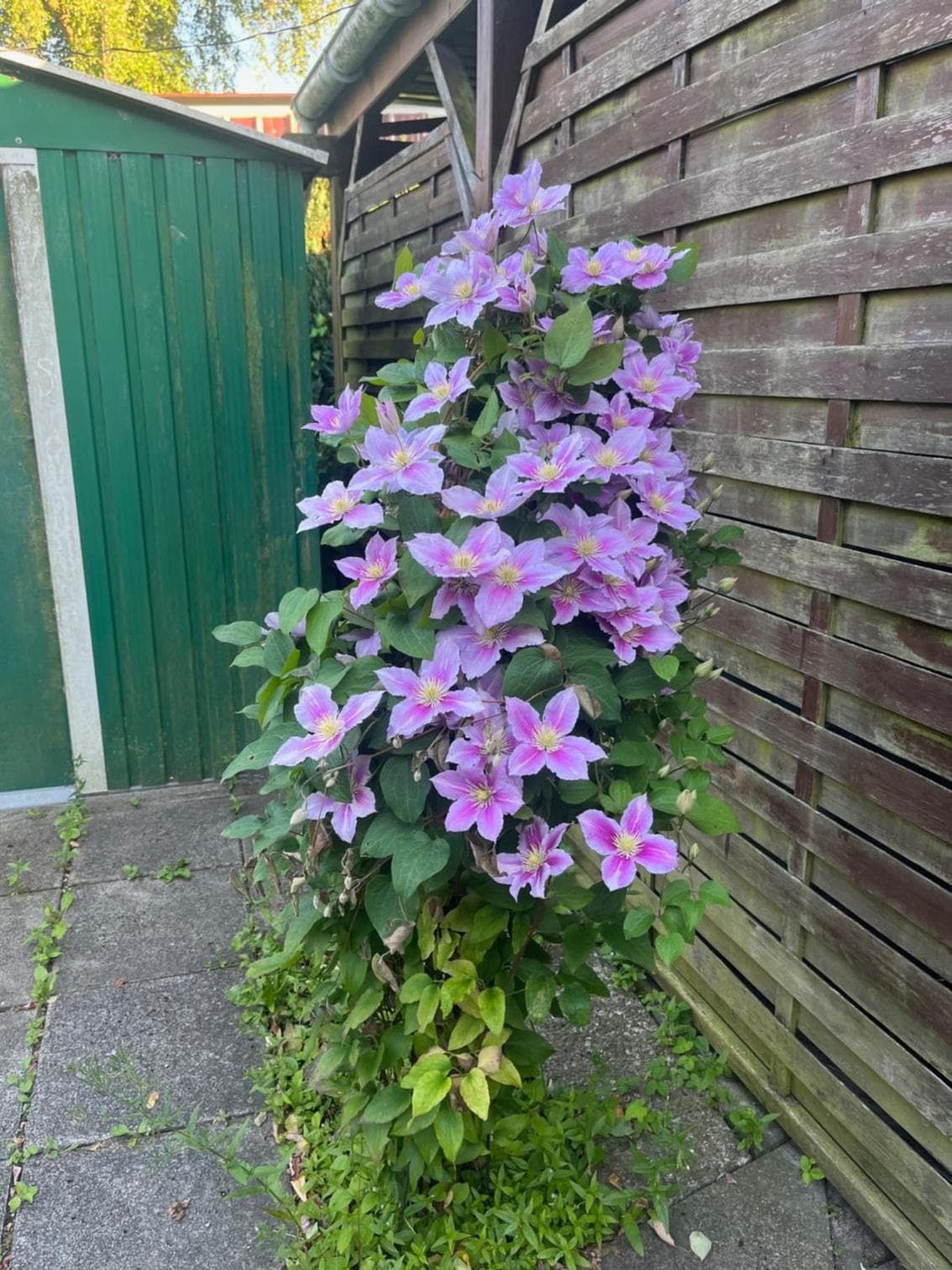 Photo 36