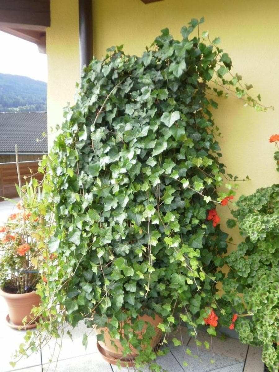 Photo 34