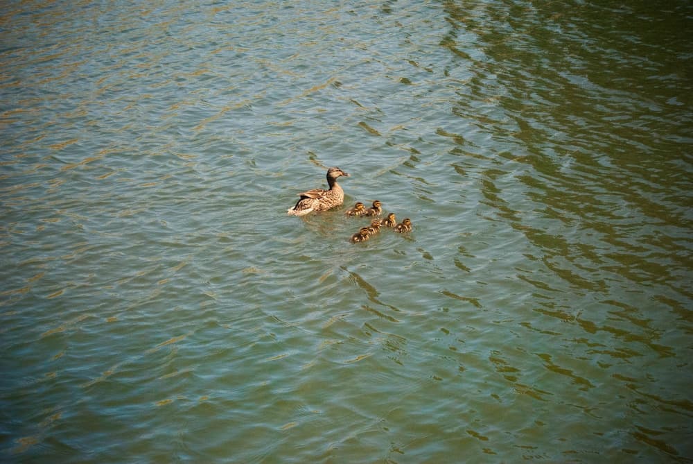 Photo 39