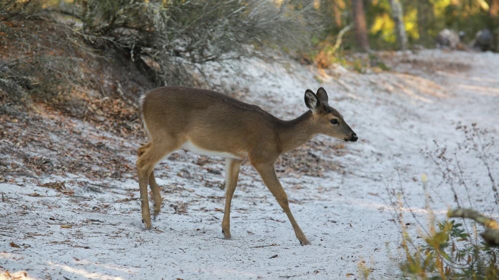 Photo 35