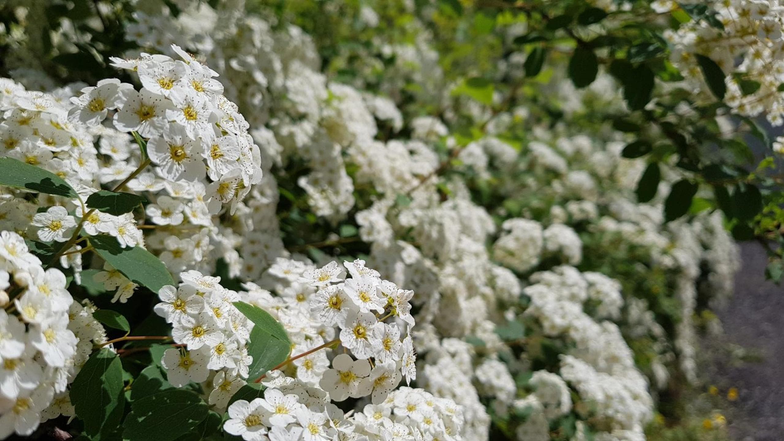 Photo 73