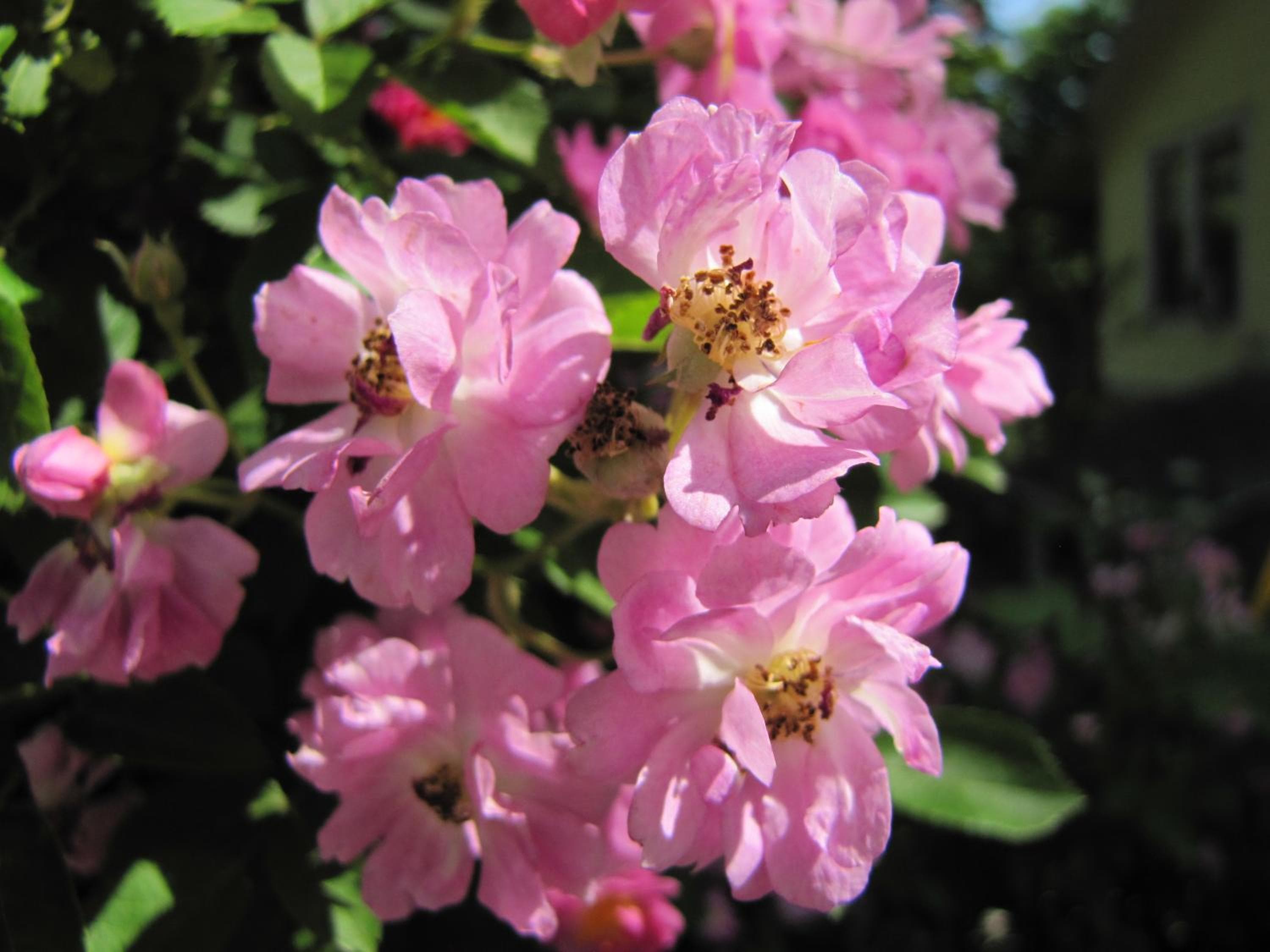 Photo 42