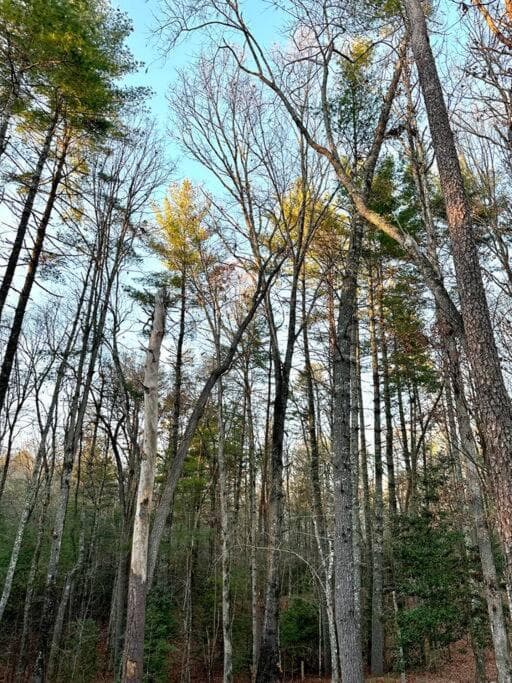 Photo 45